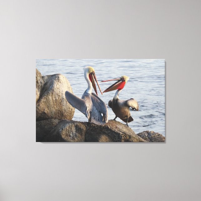 Pelican Discussions - or was it a Joke?  Canvas Print (Front)