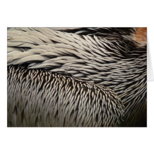 Pelican Feathers Abstract Nature Photography