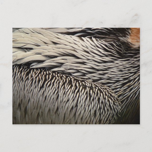 Pelican Feathers Abstract Nature Photography Postcard (Front)