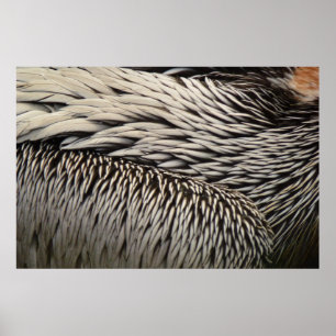 Pelican Feathers Abstract Nature Photography Poster