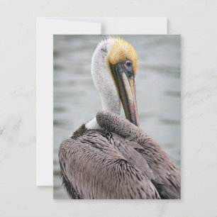 Pelican Flat Card