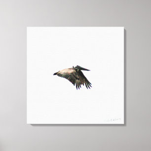 Pelican Flight   Ft. Myers, FL   24x24 Canvas Print
