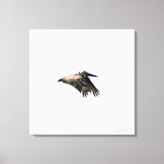 Pelican Flight | Ft. Myers, FL | 24x24 Canvas Print