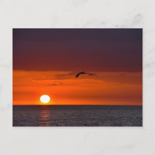 Pelican Flying at Sunset in Florida Postcard