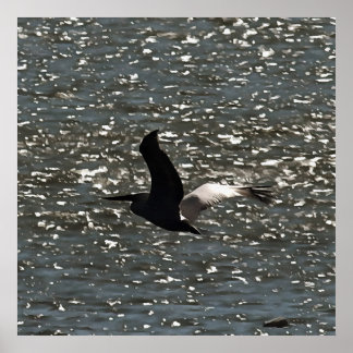 Pelican Flying Over Shimmering Lake Bafa Poster