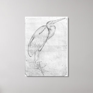 Pelican, from the The Vallardi Album Canvas Print