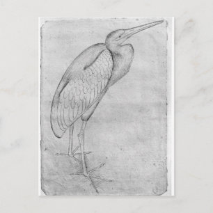 Pelican, from the The Vallardi Album Postcard