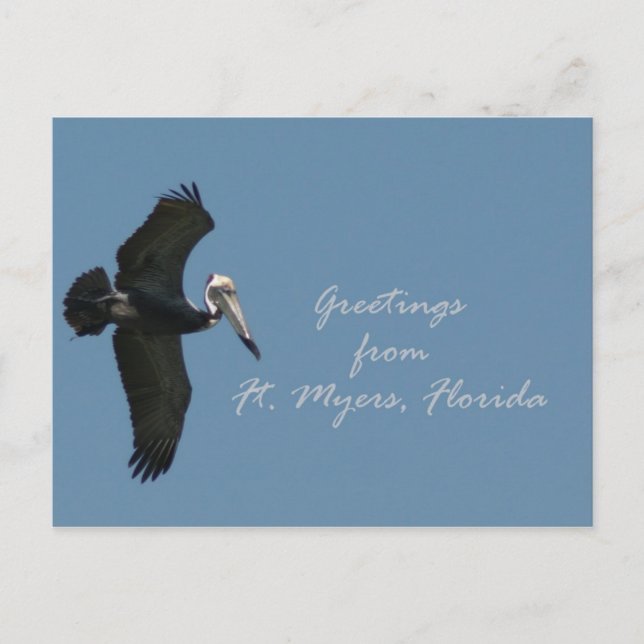 Pelican greetings from Ft. Myers Postcard (Front)