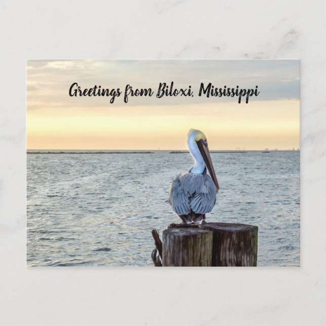 Pelican Greetings Postcard (Front)