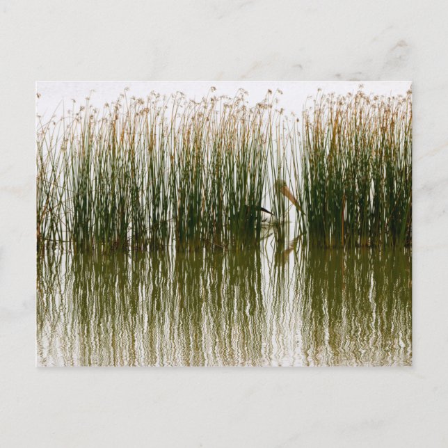 Pelican Hideout Postcard (Front)