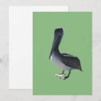 Pelican