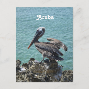 Pelican in Aruba Postcard