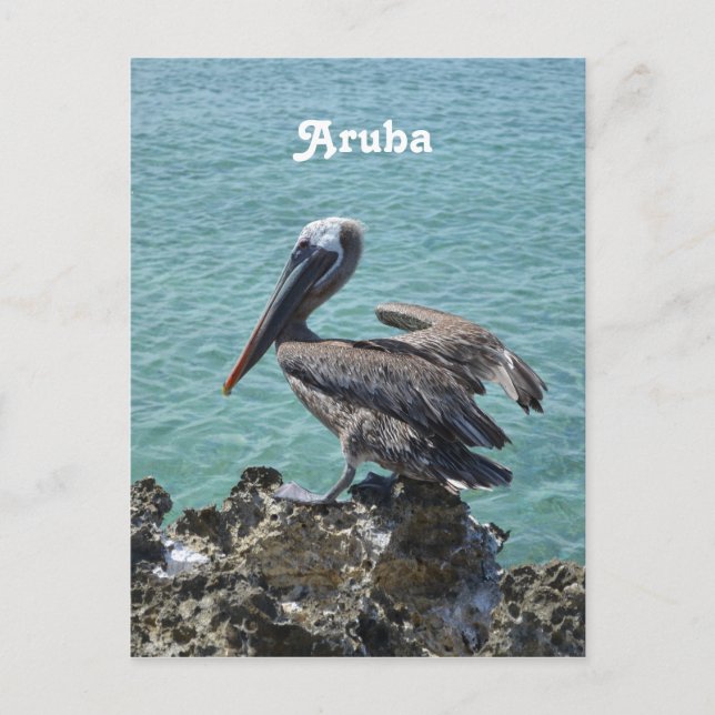Pelican in Aruba Postcard (Front)