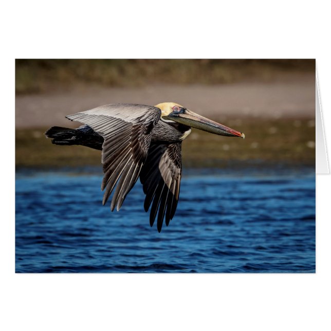Pelican in flight (Front Horizontal)