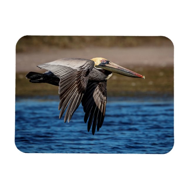 Pelican in flight magnet (Horizontal)