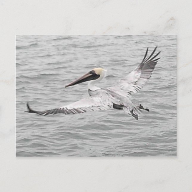 Pelican In Flight Postcard (Front)