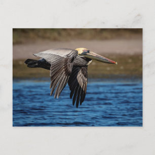 Pelican in flight postcard