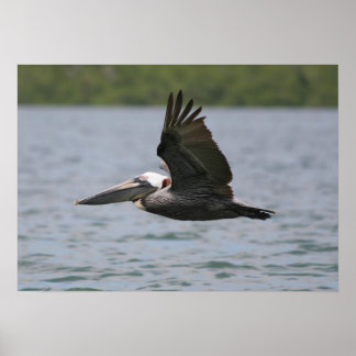 Pelican in Flight Poster