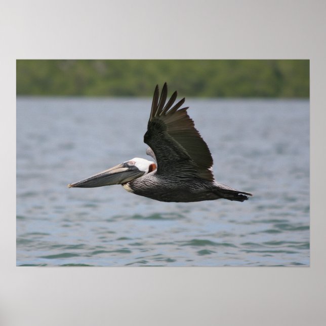 Pelican in Flight Poster (Front)