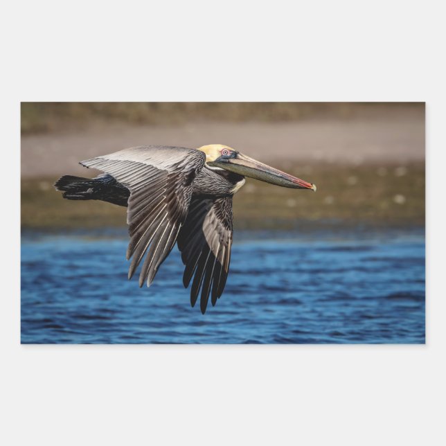 Pelican in flight rectangular sticker (Front)
