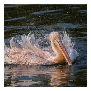 Pelican in Motion Poster