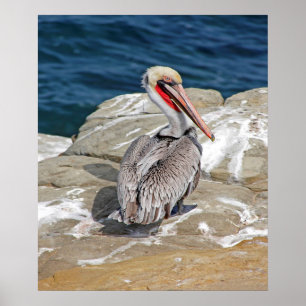 Pelican In The Ocean Poster
