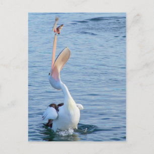 Pelican in Water Catching Fish in Air Postcard