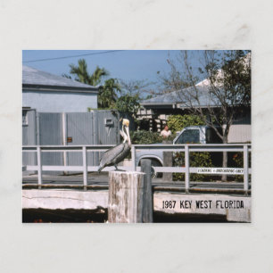 Pelican Key West Florida 1987 Postcard