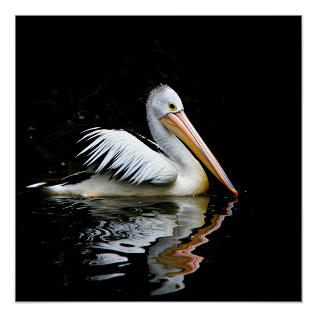 Pelican, large white bird, poster (Front)