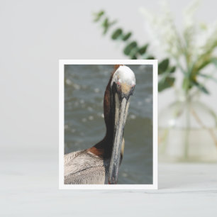Pelican Looking back at me Holiday Postcard