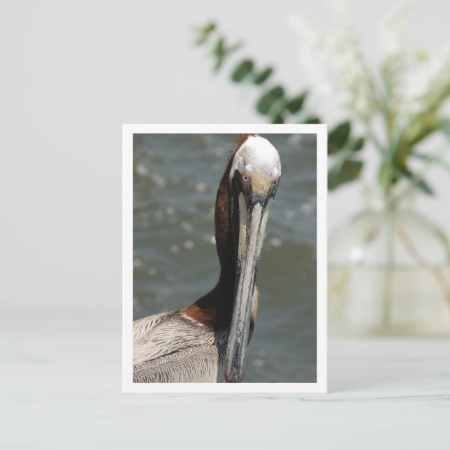Pelican Looking back at me Holiday Postcard (Standing Front)