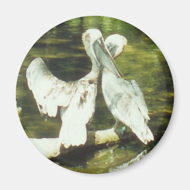 PELICAN LOVE - magnet (Front)