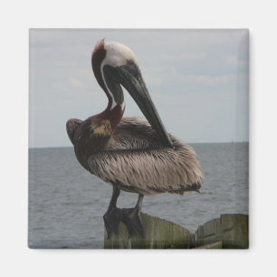 Pelican Magnet