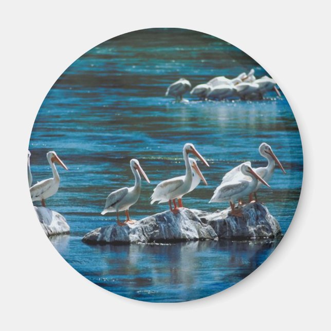 Pelican Magnet (Front)