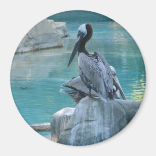 Pelican Magnet