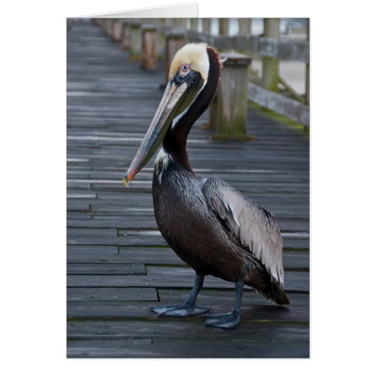 Pelican / Note Card