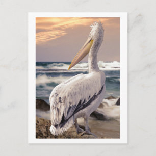 Pelican Ocean Beach Waves Sunset Postcard