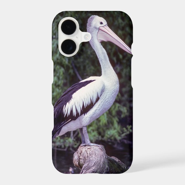 Pelican on a branch, Tasmania - Australia (Back)