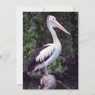 Pelican on a branch, Tasmania - Australia Invitation
