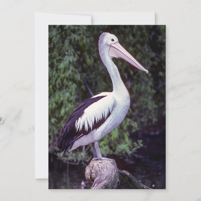 Pelican on a branch, Tasmania - Australia Invitation (Front)