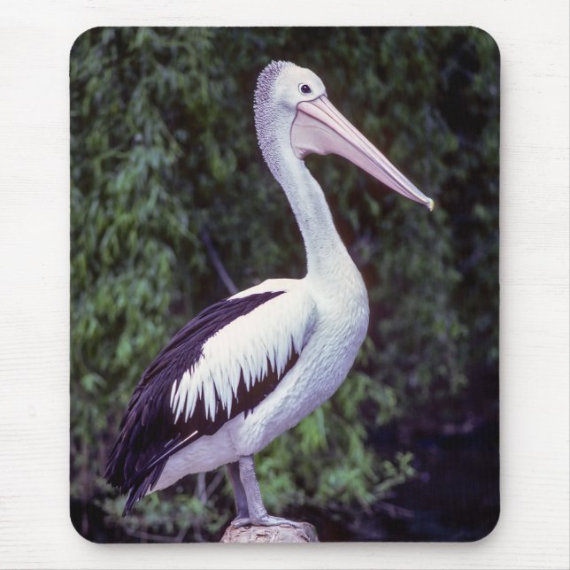 Pelican on a branch, Tasmania - Australia Mouse Mat (Front)