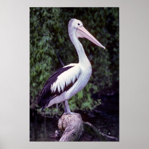 Pelican on a branch, Tasmania - Australia Poster