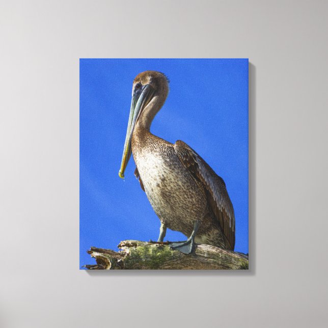 Pelican on a limb canvas print (Front)