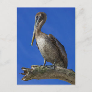 Pelican on a limb postcard