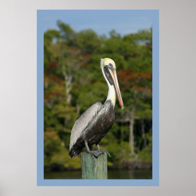 Pelican on Blue Poster (Front)