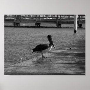 Pelican on Dock - Black & White Poster