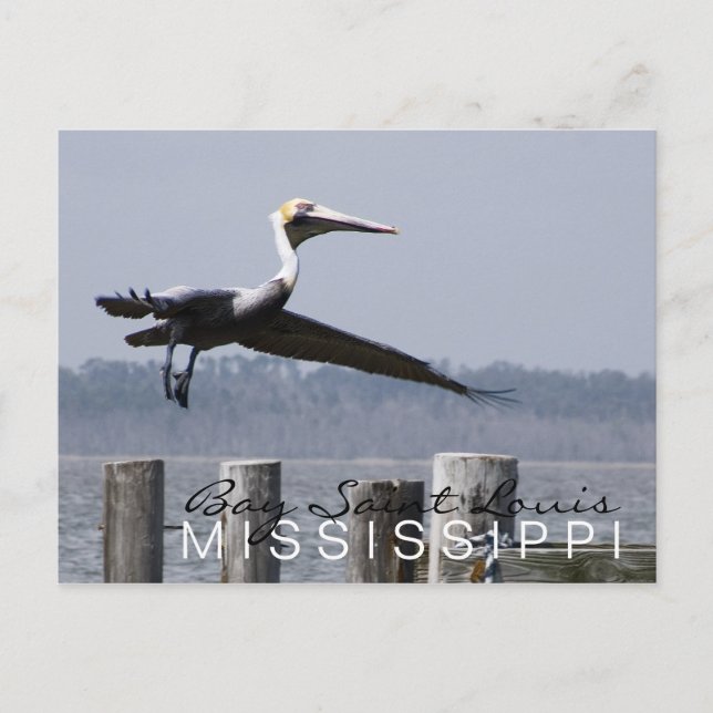 "pelican on the bay" postcard (Front)