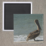 Pelican on the Beach Photo Magnet<br><div class="desc">Do you like pelicans?  Do you like beach theme magnets?  This magnet has a photograph of a brown pelican enjoying some time on a Florida beach near the ocean.</div>