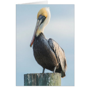 Pelican perched on pylon