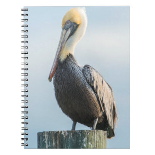 Pelican perched on pylon notebook